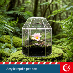TX Hexagonal Jumping Spider Enclosure | 360° Panoramic Crystal Clear Habitat | Secure Magnetic Micro Terrarium for Mantis & Slings