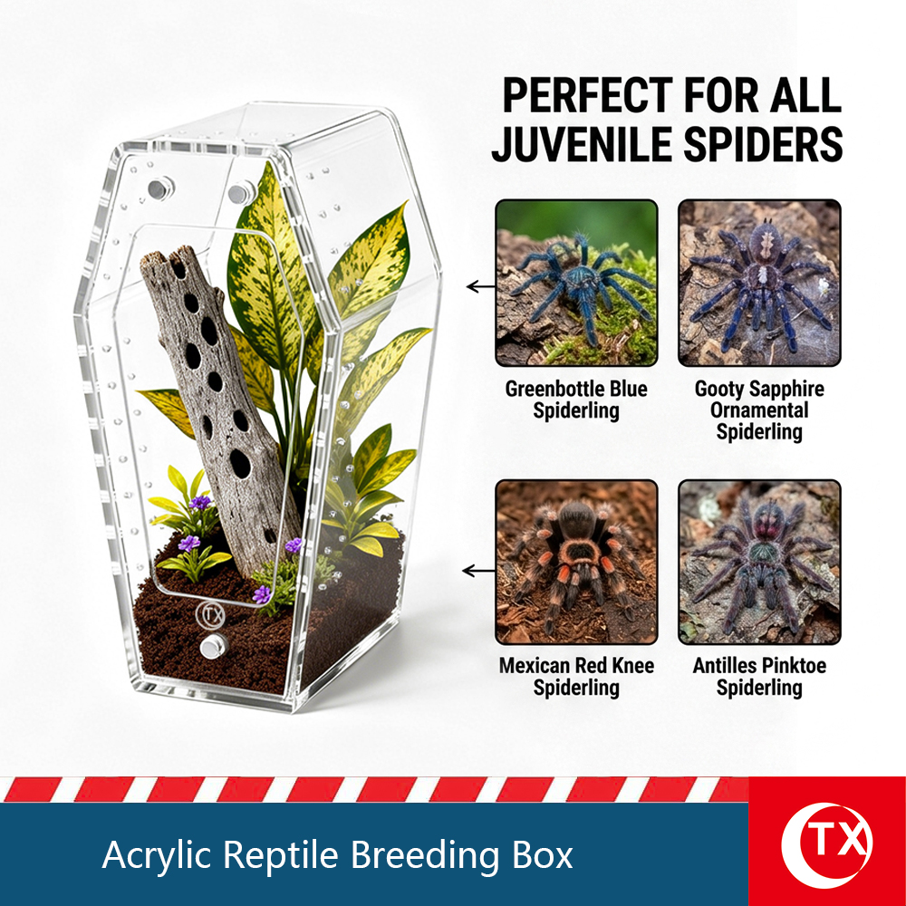 Mini Size Acrylic Coffin Shaped Jumping Spider Enclosure, Clear, Magnetic Lid, Install Free Reptile Habitat - Image 4